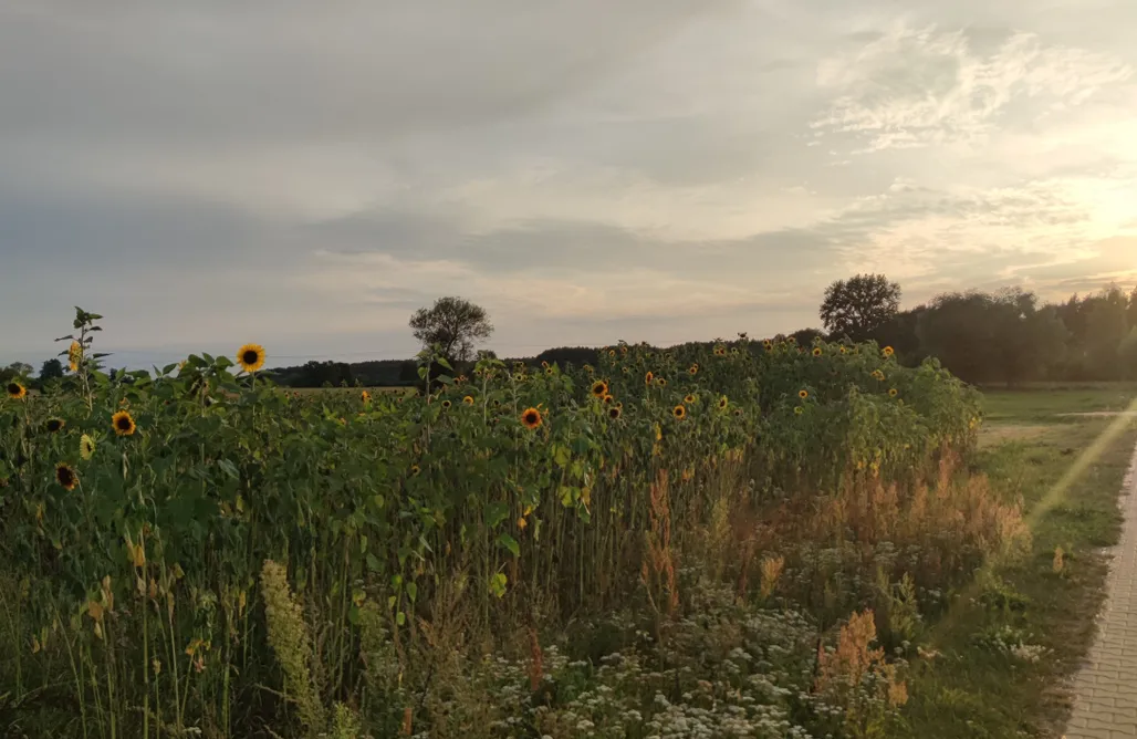 Agroturystyka z Łowiskiem 🐟 Żurawie Malwy  1