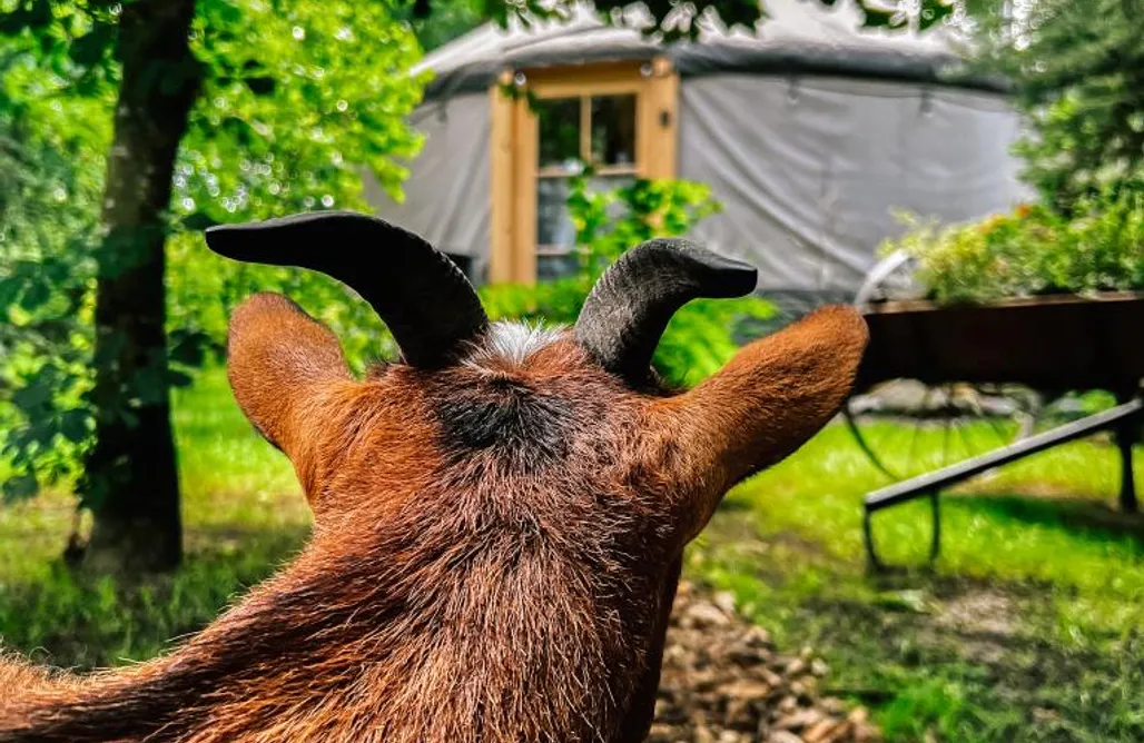 noclegi AlohaCamp Agroturystka Jurta w Zgodzie z Naturą 5