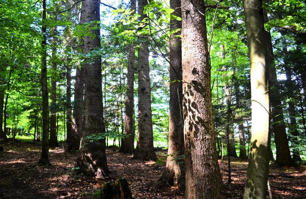 noclegi AlohaCamp Bieszczadzkie Dworki 1