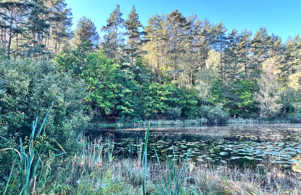 AlohaCamp Graniasty 1