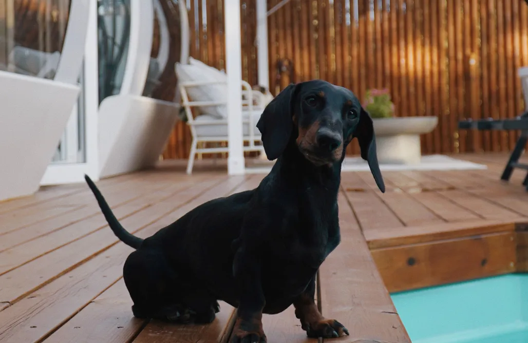 AlohaCamp Tubbo Dehesa 1