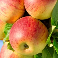 Anna gospodarz Dom "W Małym Sadzie"