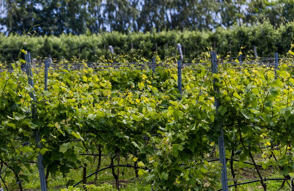 AlohaCamp Winnica Pod Jabłonią 1