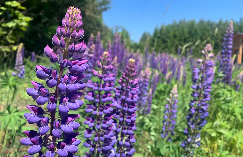 Mazury Domki Zielona Żaba - cisza i spokój 1