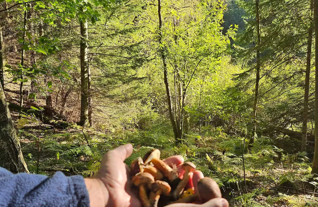 Alloggi AlohaCamp Przytulny domek z kominkiem i prywatnym ogrodem pośród lasów 1