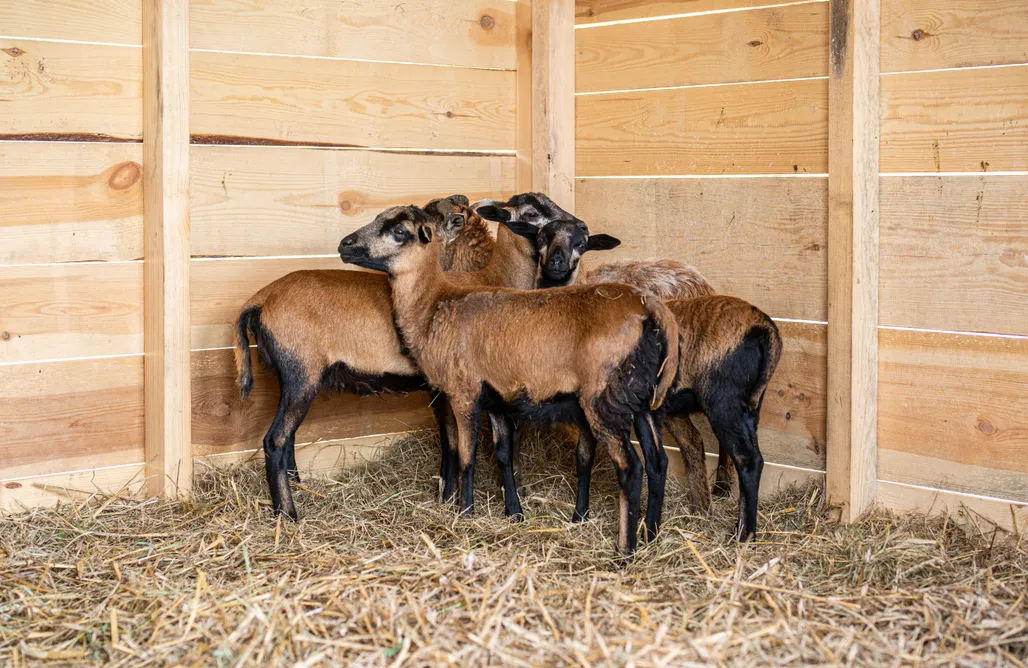 AlohaCamp Krasowa Ostoya 1