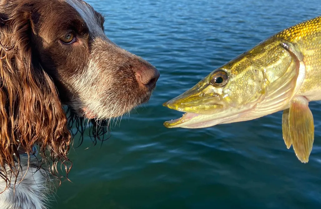 AlohaCamp Kaszubskie Chabry 2 - domek z balia i widokiem na jezioro 1
