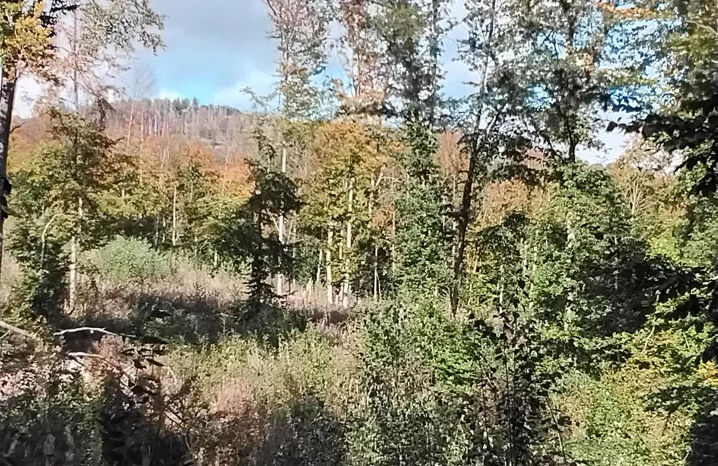 Unterkunft AlohaCamp Hochwald Chalet 1