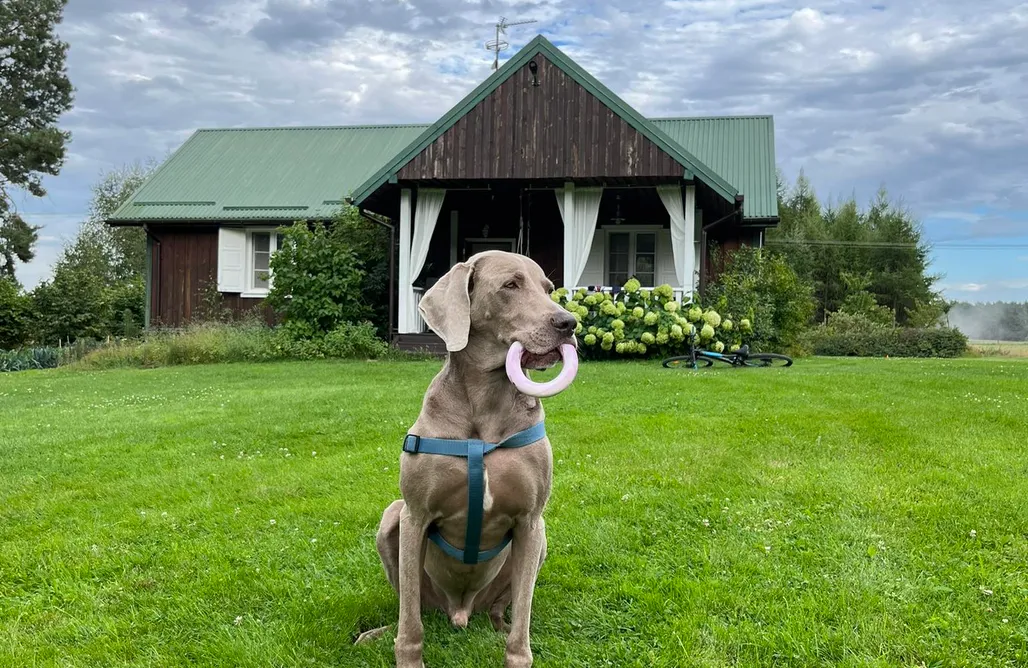 AlohaCamp accommodation Dom na skraju lasu 2