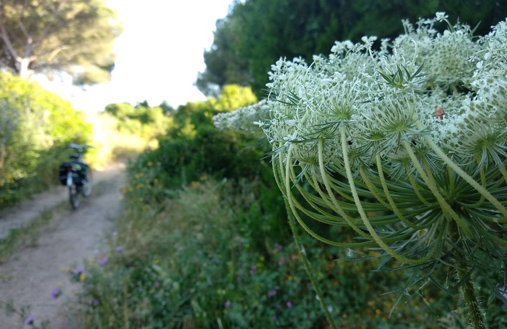 AlohaCamp Belltent Oceano 1