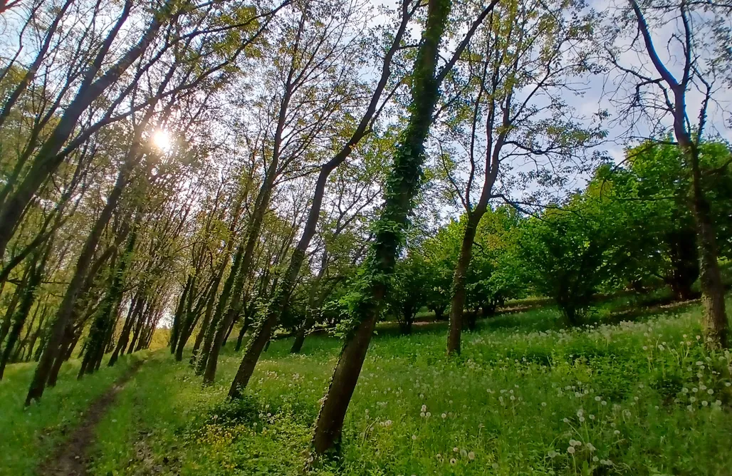 Cascina Frati AlohaCamp