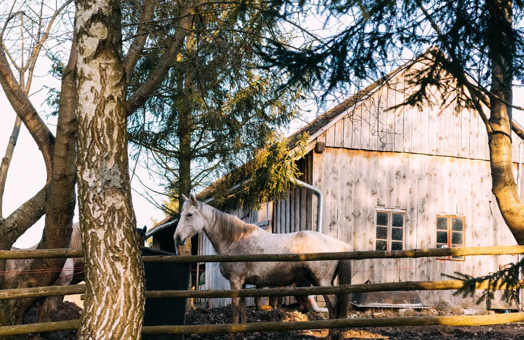 AlohaCamp Domek Kuźnia 1