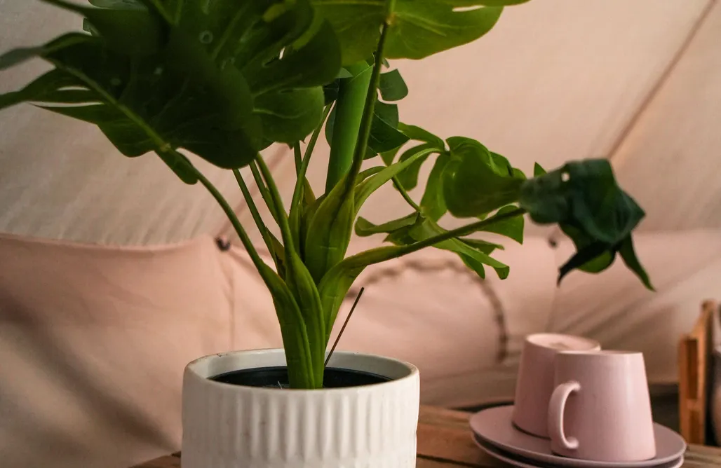 AlohaCamp Namiot glampingowy 1