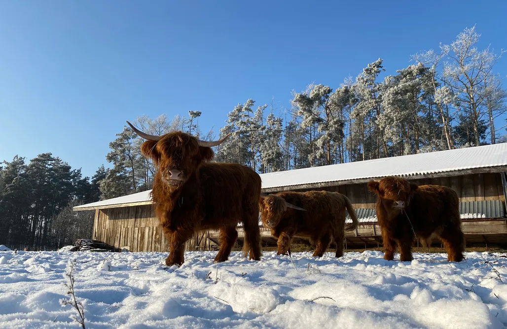 noclegi AlohaCamp Farma Leśna 1