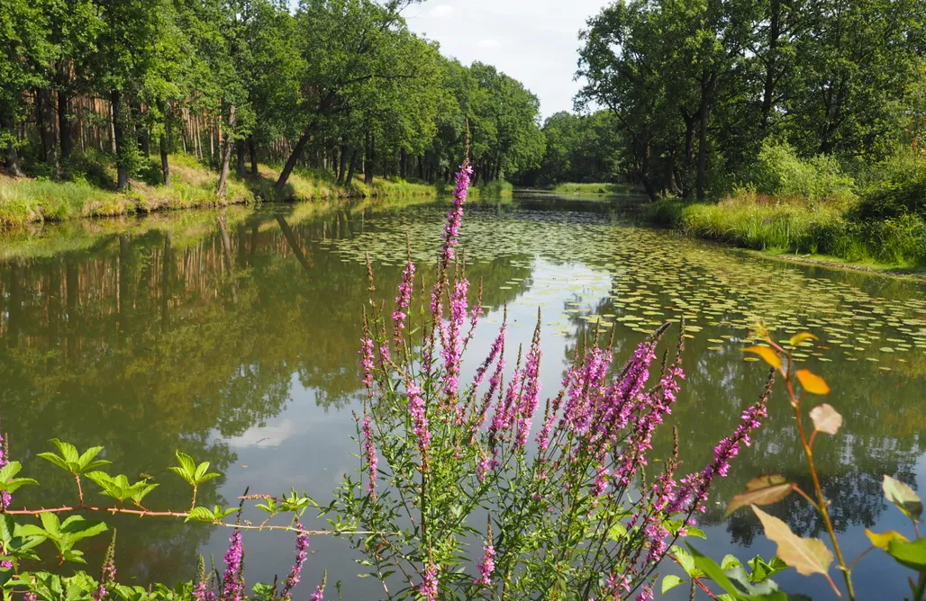 AlohaCamp Zweizimmerhaus 1