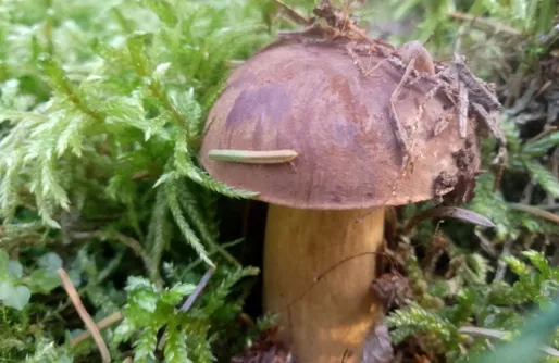 Zdjęcie obiektu Dom nad jeziorem