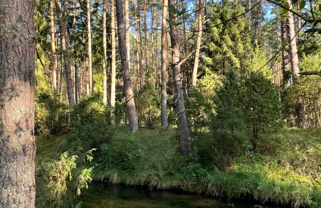 AlohaCamp accommodation Leśne Siedlisko Wygonin  1
