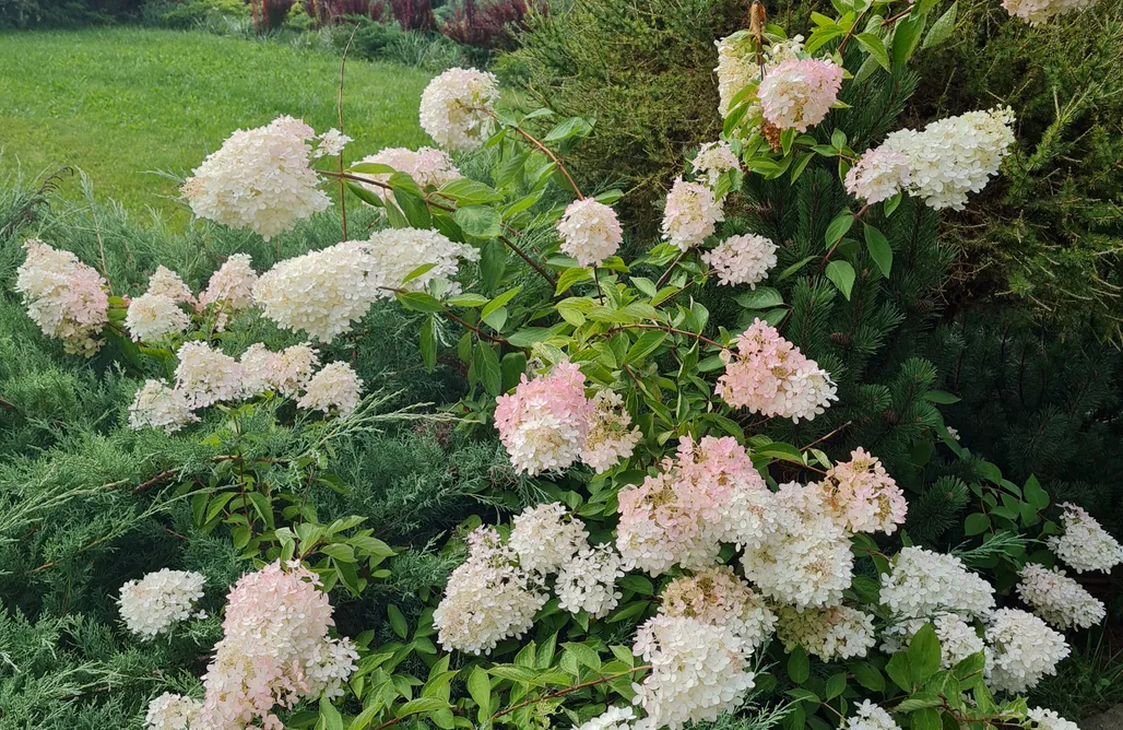 AlohaCamp Lux Widokowa Chata  1