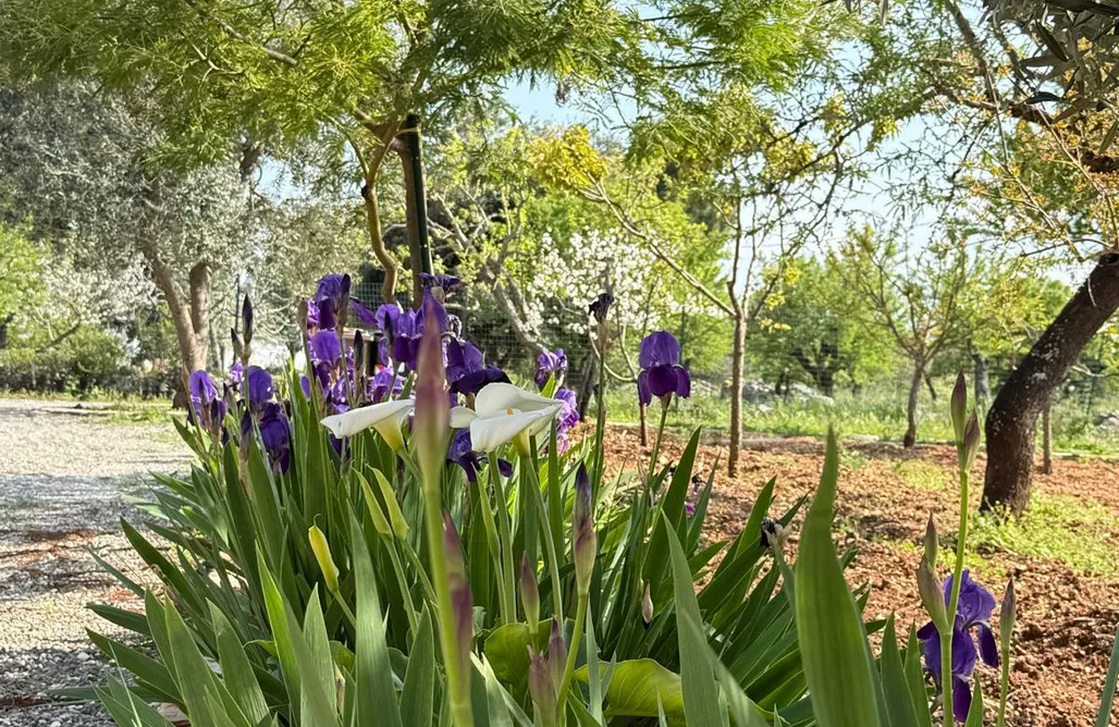 Alloggio AlohaCamp Dimora LA VESTALE - Masseria-Trulli Genius Loci Dimore - 1