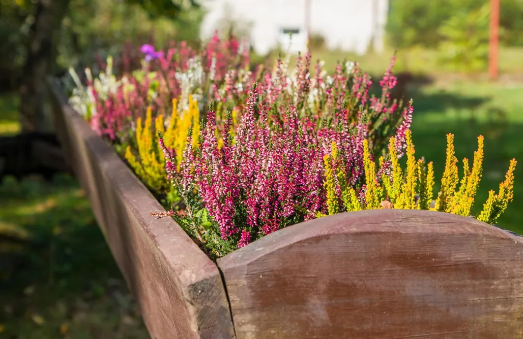 Tuszyn noclegi Siedlisko Jagny  1