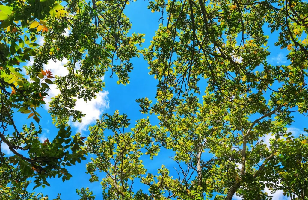 ubytování AlohaCamp Ca' Paradiso - Natura e Relax 5