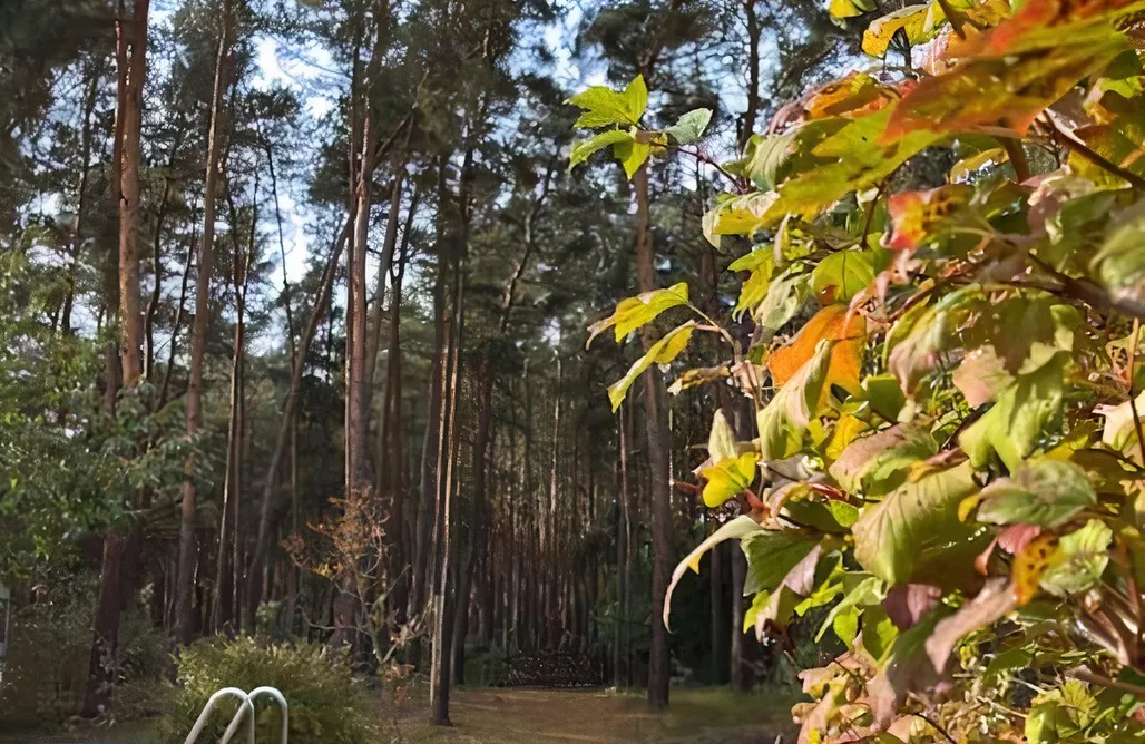 noclegi AlohaCamp Modernes Waldhaus im Spreewald 5