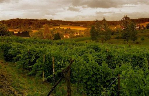 Zdjęcie obiektu Miejsce kamperowe - Winnica Węgrzyn 