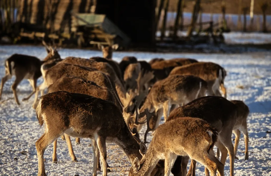 noclegi AlohaCamp Jurta w Dolinie Sanu 1