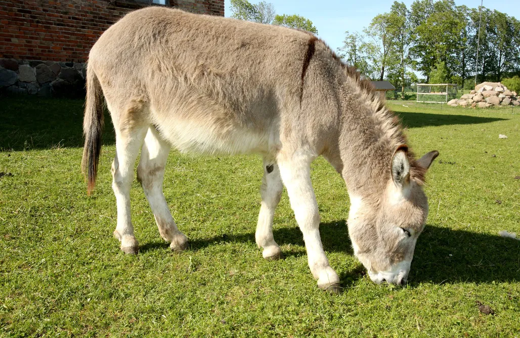 Ferienhaus mit Sauna Ferienhaus Leni 3