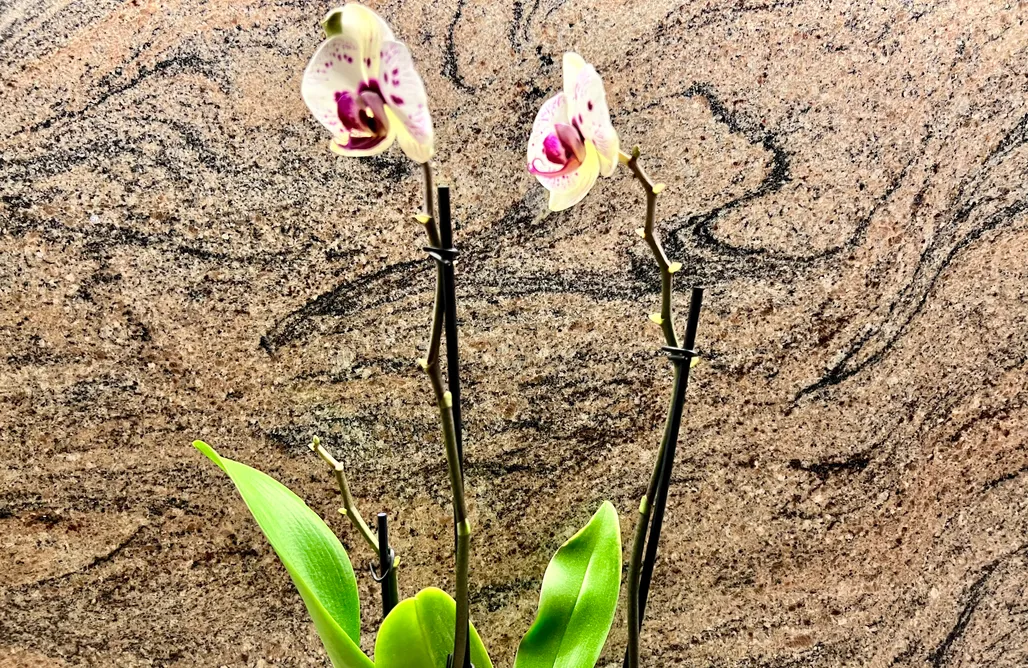 Hébergement AlohaCamp Obserwatorium – domek z sauną i widokiem na Tatry 1