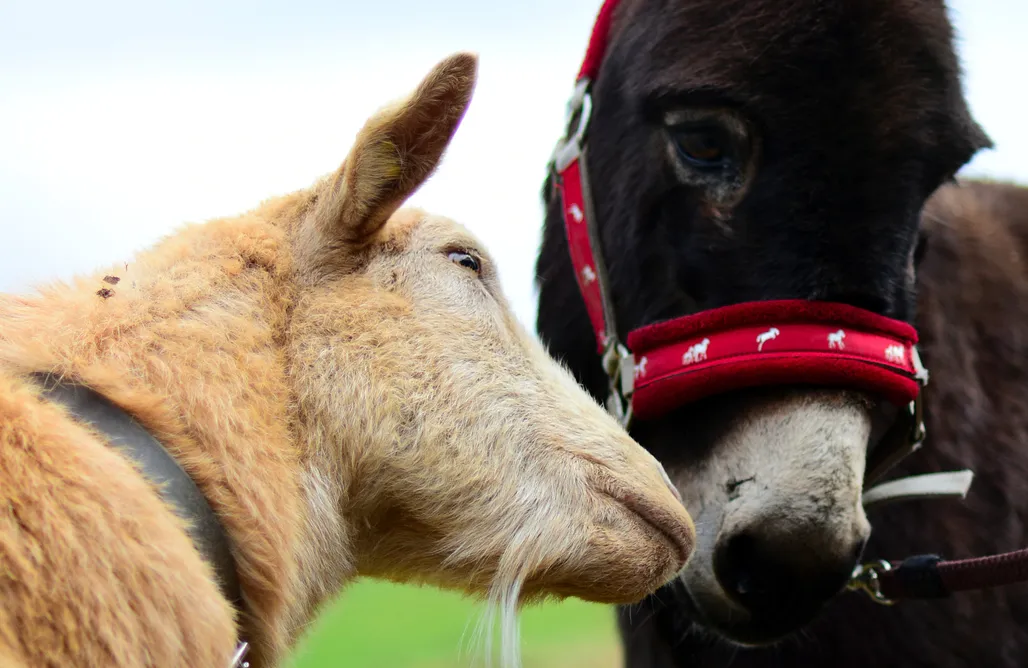 Unterkunft AlohaCamp Utes Funny Farm Baumhaus 1
