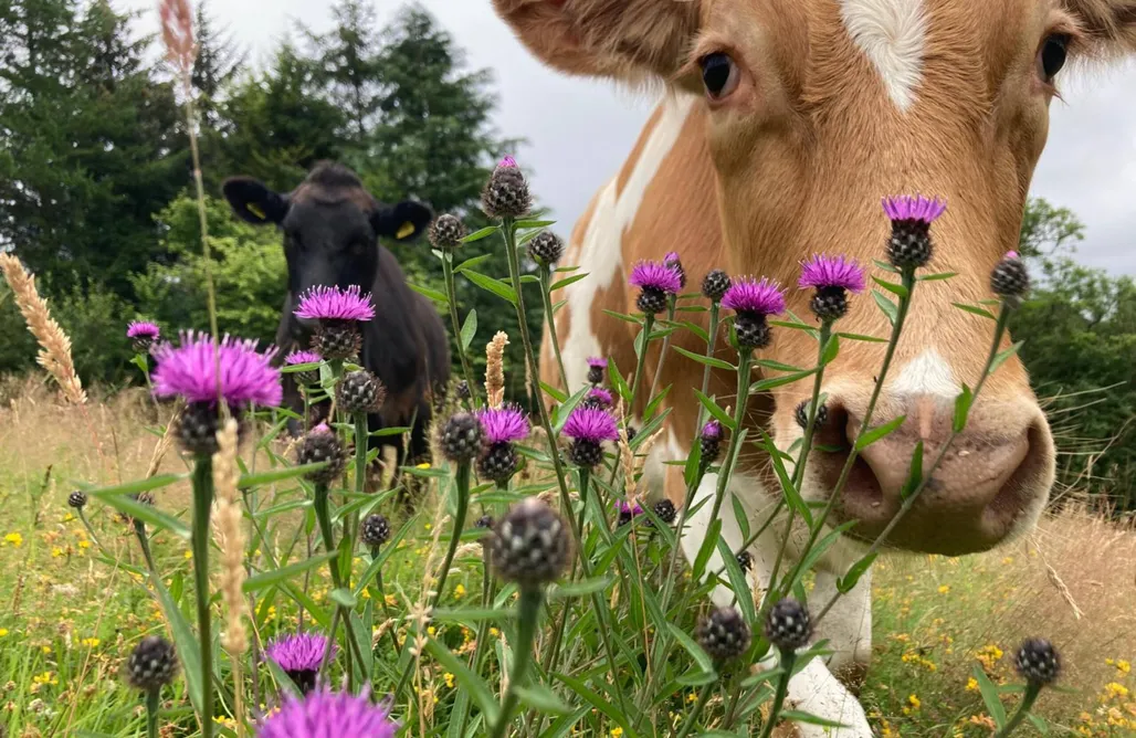 AlohaCamp accommodation Hot Tub Hideaway - The Nature’s Nook Retreat 4