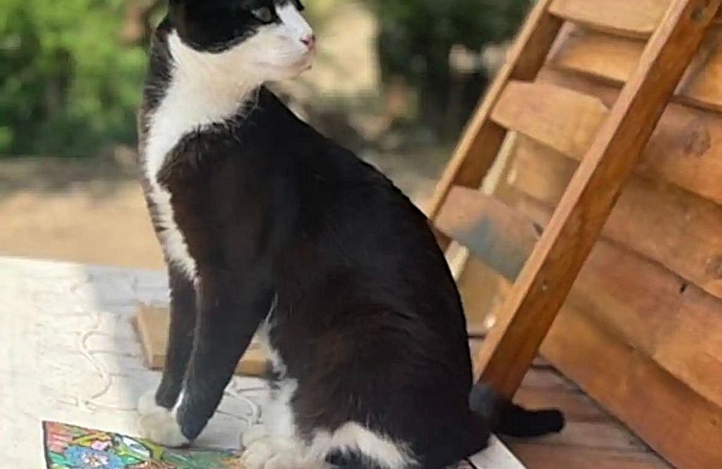 alojamientos AlohaCamp La Caravana de Sara 1