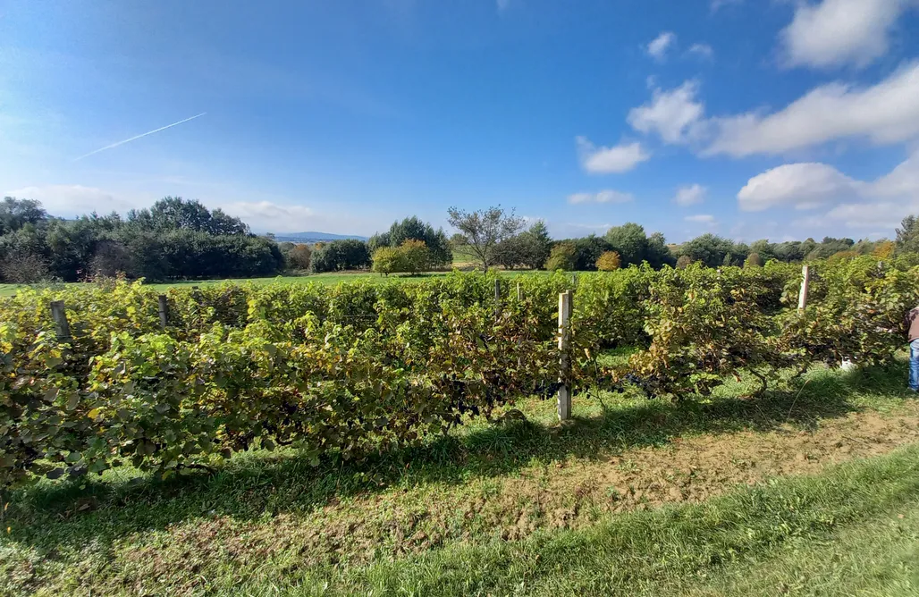 Pole namiotowe podkarpacie Miejsce kamperowe i namiotowe - Dom na Winnicy 1