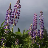 Jolanta gospodarz Stodoła Kuźnia Mazura