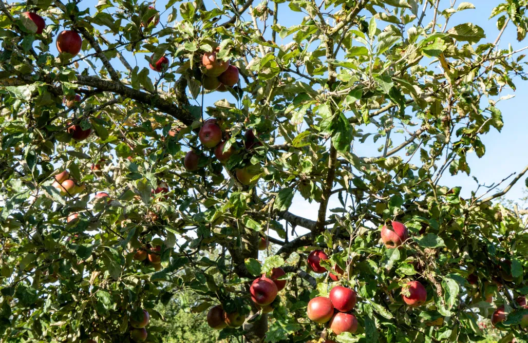Hébergement AlohaCamp La Sosta B&B, loft agricole près des forêts de Chaam 4