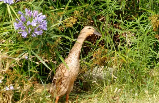Imagen de Tienda de Algodón