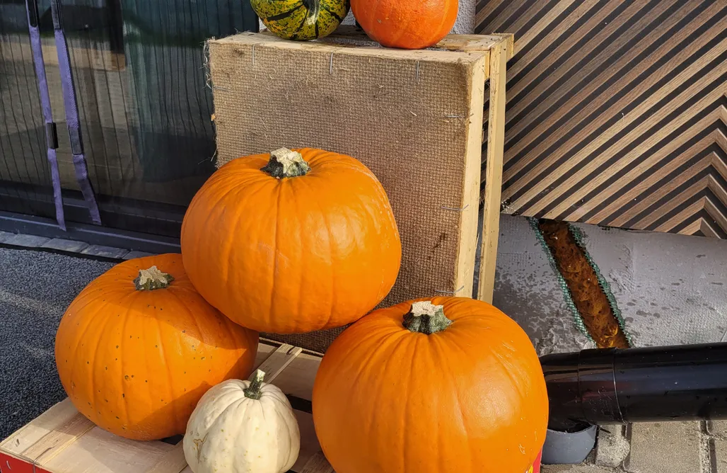 Chaty u taty  AlohaCamp