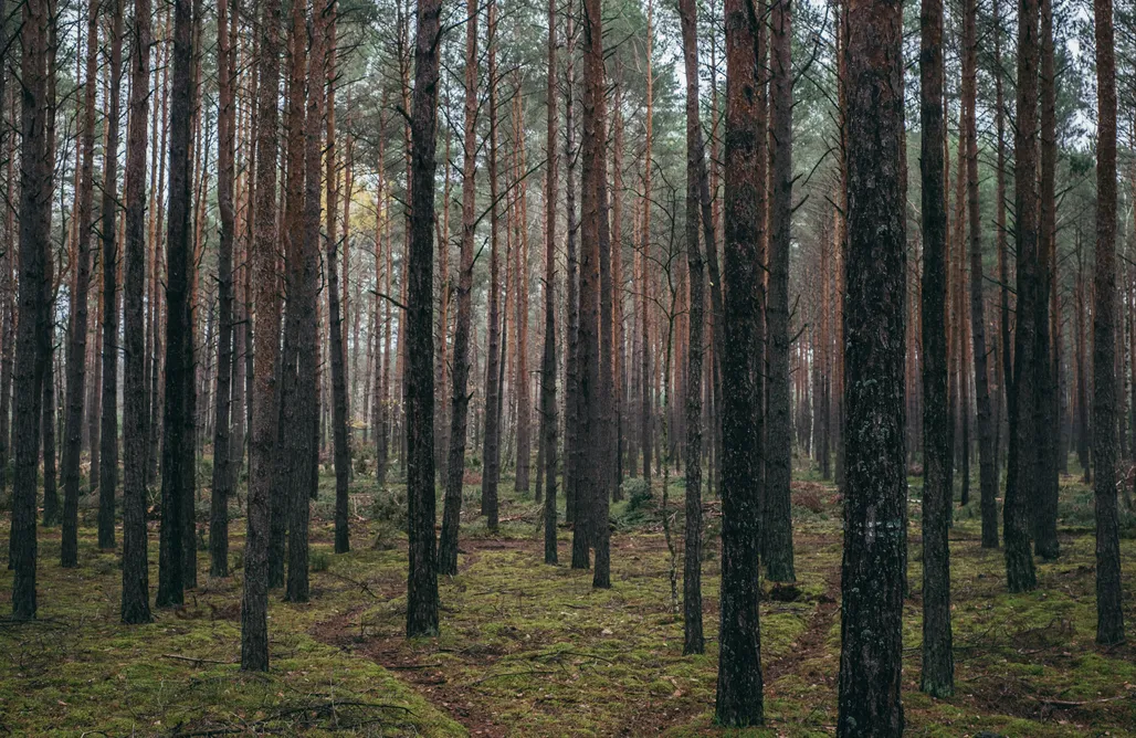 noclegi AlohaCamp Drewniany dom z tarasem i furtką do lasu 1