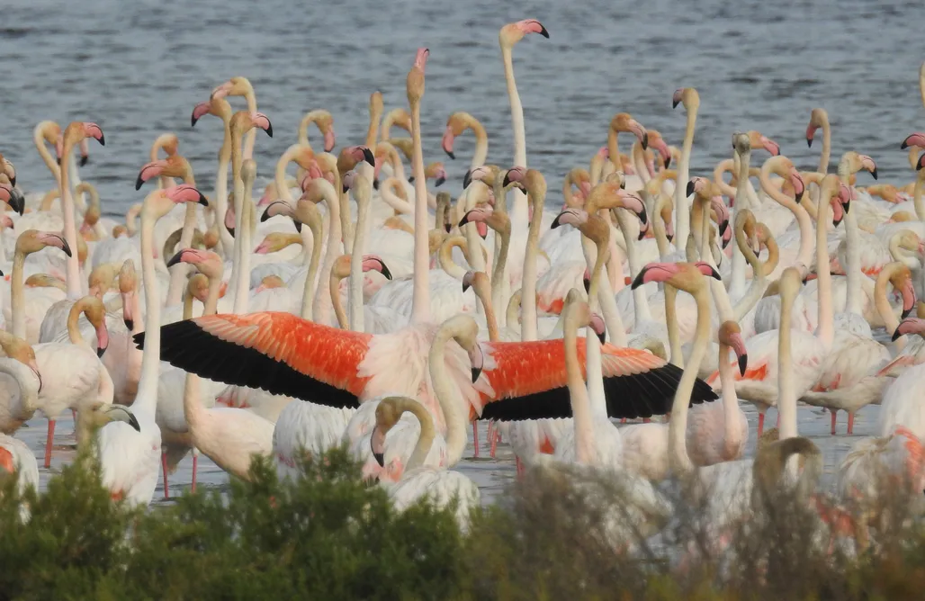 alojamientos AlohaCamp Barraca Vilbor 1