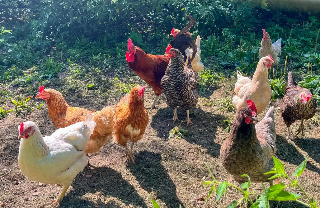 Kurzurlaub Gemütliches Design-Nest für zwei: Entschleunigen mit Stil im Apartment Ginkgo 1
