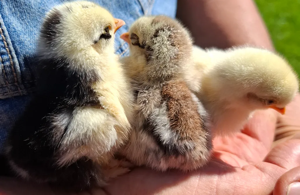 noclegi AlohaCamp Izerska Zagroda 1