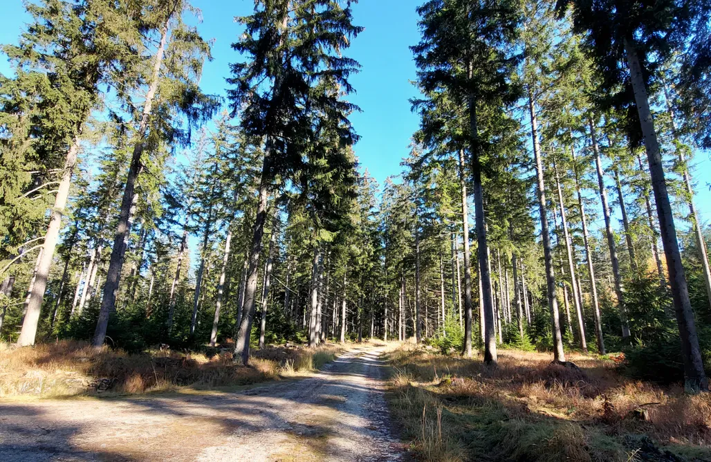 alojamientos AlohaCamp MiłoTu 5