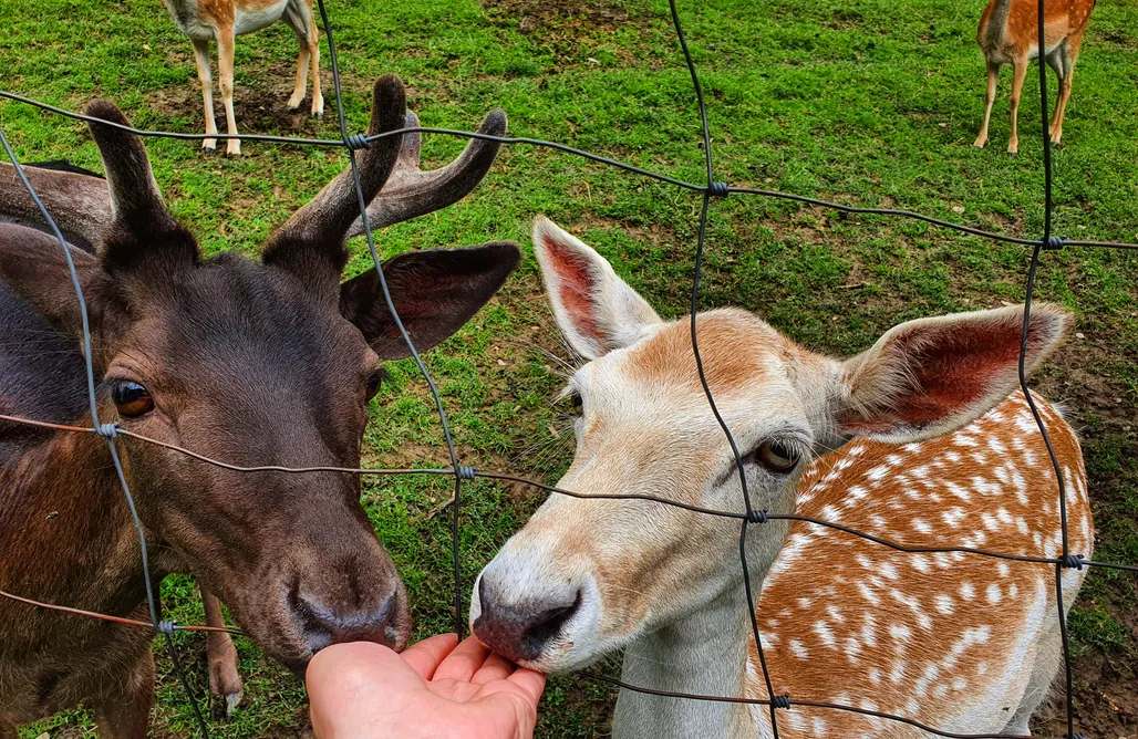 noclegi AlohaCamp Domek nad stawami 1