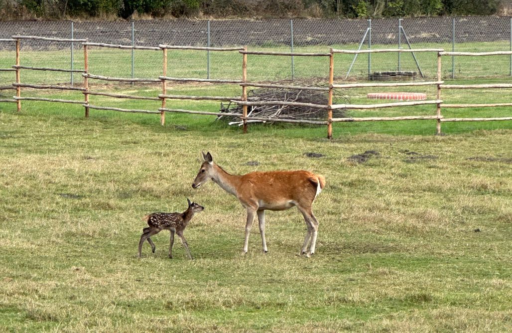 AlohaCamp Glamp BOHO 1