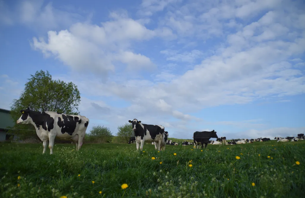noclegi AlohaCamp Kleine liebevoll eingerichtete Fewo auf dem Bauernhof mit Blick aufs Schloss  4