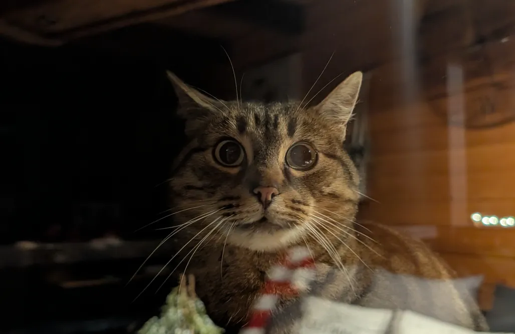 noclegi AlohaCamp Bojkówka Całoroczne Domki Wypoczynkowe w Bieszczadach  1