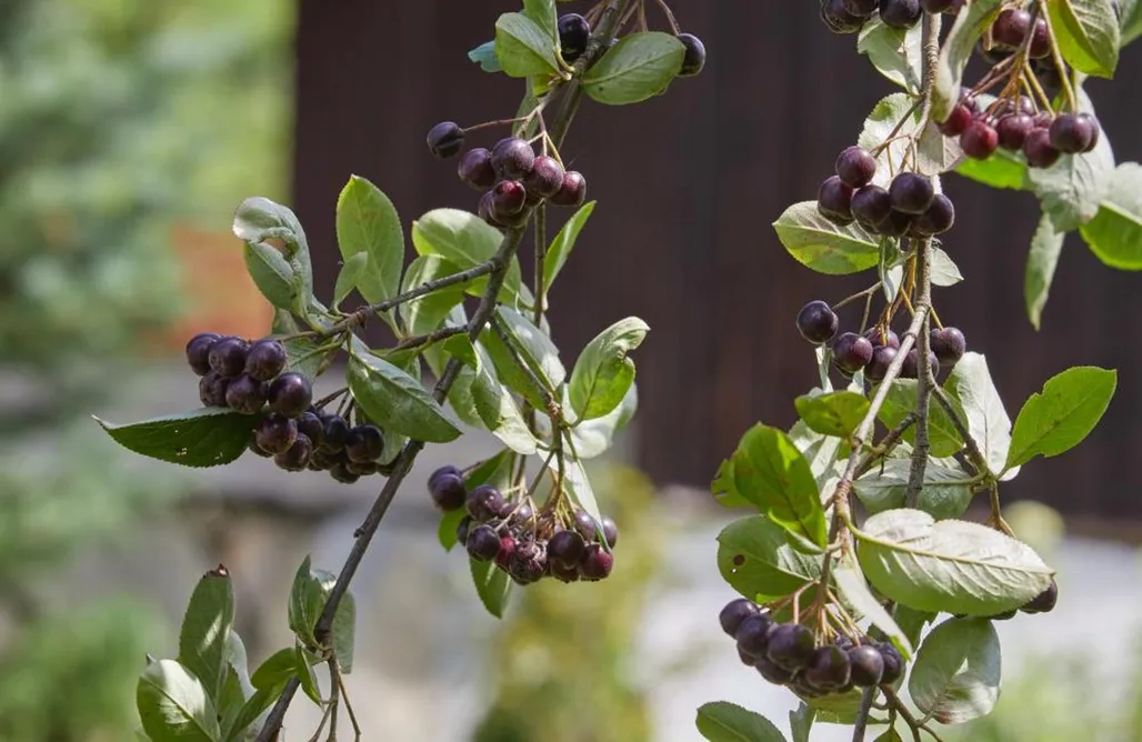Sromowce Niżne Noclegi Sielanka Pienińska 1