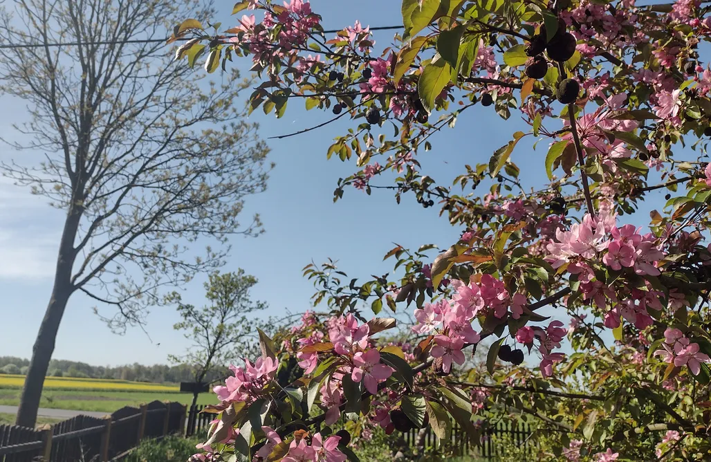 noclegi AlohaCamp Miejsce kamperowe - Stajnia i Agroturystyka na Wzgórzu 1