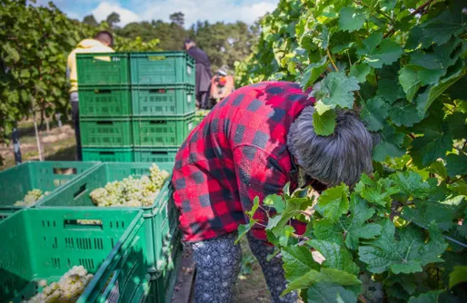 Zdjęcie obiektu Miejsce kamperowe - Winnica Anna